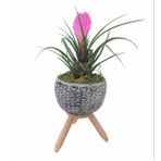 Mini Hava Bitkisi Tillandsia & Siyah Bers Ayaklı Beton Saksıda Hediyelik Canlı Çiçek BALFLOWERDESİGN-3114