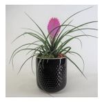Mini Hava Bitkisi Tillandsia & Siyah Yuts Seramik Saksıda Hediyelik Canlı Çiçek BALFLOWERDESİGN-2553