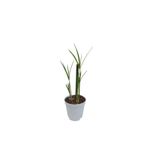 Mini Japon Şemsiyesi 5-10 Cm 1 Adet Saksılı Salon Bitkisi