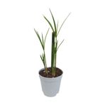 Mini Japon Şemsiyesi 5-10 Cm 2 Adet Saksılı Salon Bitkisi