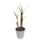 Mini Japon Şemsiyesi 5-10 Cm 3 Adet Saksılı Salon Bitkisi