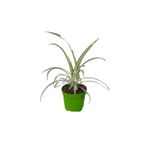 Mini Kudele (5-10 Cm)1 Adet Saksılı Salon Bitkisi, BTSNN30032432