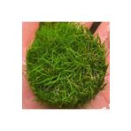 Mini Parvula In Vitro Cup Canlı Bitki