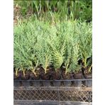 Mini Potta Leylandi Fidanı (10 25 Cm) 20 Adet Viyolde Min Boy Cupressus Leylandii