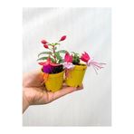 Mini Saksıda 2 Adet Küpeli Çiçeği Fidesi Karışık Renk, RCFUCHSIA5