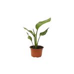 Mini Saksıda Starliçe Cennet Kuşu Çiçeği 15-25 Cm, SRD1137