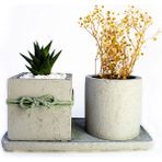 Mini Stil 2'li Beton Efekt Serisi Set Saksıda Haworthia Sukulent - Gri