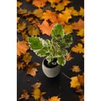 Mini Taş Saksıda Cennet Yaprağı Bitkisi Muhteşem Kokulu 5.5 Cm Plectranthus Coleoides