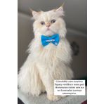 Minikpaw aksesuar Isimli Papyon Tasma Mavi