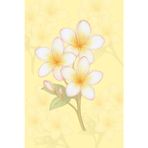 Minimalist Plumeria Notebook: Delicate Tropical Flower Journal in Hand-Drawn Style: 6” x 9” Simple Lined Notebook, 80 Pages – Aesthetic Stationery for Everyday Notes and Journaling