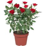 Minyatür Gül Fidanı Kırmızı 10-20 cm