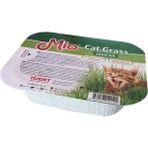 Mio Kedi Çimi 1