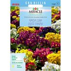 Miracle 50 Adet Karışık Renkli Onbir Ay Çuha Çiçeği Tohumu