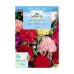 Miracle Chabaud Mixed Karışık Renkli Karanfil Çiçeği 240 Tohum