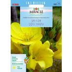 Miracle Ezan Çiçeği 480 Tohum