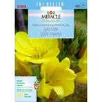 Miracle Ezan Çiçeği Tohum- 480 Tohum