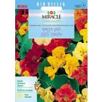 Miracle Karışık Double Renkli Sarmaşık Latin Çiçeği Tohumu (10 Tohum)