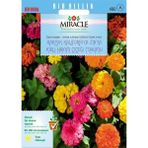 Miracle Karışık Kaliforniya Zinya Kirli Hanım Çiçeği Tohumu (50 Tohum) - 1 Adet