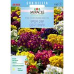 Miracle Karışık Renkli Onbir Ay Çuha Çiçeği 50 Tohum