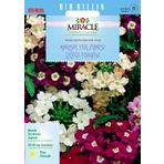 Miracle Karışık Renkli Yer Minesi Verbena Çiçeği 100 Tohum