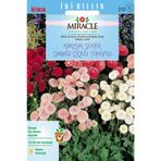 Miracle Karışık Şeker Tabağı- Çayır Papatyası Çiçeği 600 Tohum