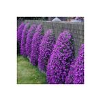 Miracle Menekşe Renginde Aubrieta Obrizya Çiçek Tohumu (100 Tohum) - 1 Adet