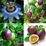 Miracle Passiflora Edulis Maruçya Tohumu (100 Adet) - 1 Adet