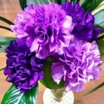 Miracle Tohum Chabaud Violet Katmerli Karanfil Çiçeği Tohumu(70 adet)