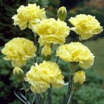 Miracle Tohum Chabaud Yellow Karanfil Çiçeği Tohumu(70 adet)