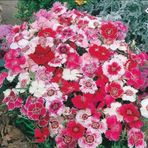 Miracle Tohum Dianthus Heddewigii Baby Doll Karanfil Çiçeği Tohumu(100 adet)