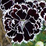 Miracle Tohum Dianthus Heddewigii Black White Karanfil Çiçeği (100 adet)