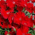 Miracle Tohum Dianthus Heddewigii Bravo Karanfil Çiçeği (100 adet)
