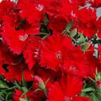 Miracle Tohum Dianthus Heddewigii Bravo Karanfil Çiçeği Tohumu (100 adet)