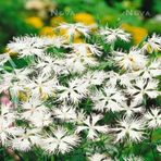 Miracle Tohum Dianthus Superbus White Bol Kokulu Karanfil Çiçeği Tohumu(100 adet)