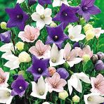 Miracle Tohum Dona Dayanıklı Platycodon İri Mixed Çiçekli Balon Çiçeği Tohumu(100