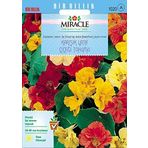Miracle Tohum Karışık Double Renkli Sarmaşık Latin Çiçeği (10 tohum)
