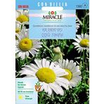 Miracle Tohum Krizantem Kır Papatyası Çiçeği (100 tohum)