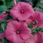 Miracle Tohum Lavatera Trimestris Regis Carmine Pamuk Çiçeği Tohumu(50