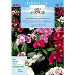 Miracle Tohum Miracle Karışık Renkli Bodur Çin Karanfili Çiçeği Tohumu (100 tohum)