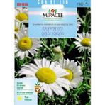 Miracle Tohum Miracle Krizantem Kır Papatyası Çiçeği Tohumu (100 tohum)