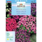 Miracle Tohum Miracle Rock Cress Aubrieta Karışık Renkli Obrizya Çiçeği Tohumu (100 tohum)