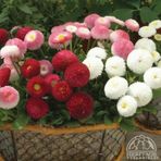 Miracle Tohum Mix Katmerli Bellis Perennis Ponpon İngiliz Çayır Papatyası Çiçeği Tohumu(100 tohum)