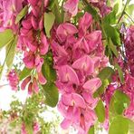 Miracle Tohum Pembe Çiçekli Akasya (1000 tohum)