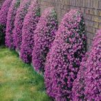 Miracle Tohum Rose Pink Aubrieta Obrizya Çiçek Tohumu(50