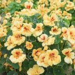 Miracle Tropaeolum Peach Melba Latin Çiçeği Tohumu (10 Adet) - 1 Adet