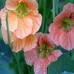 Miracle Tropaeolum Single Apricot Latin Çiçeği Tohumu (10 Adet) - 1 Adet