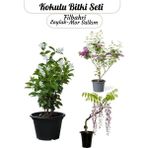 Mis Kokulu Bitki Seti Laylak-Mor Salkım-Filbahri Çiçeği Bahçe Çiçekleri Saksılı
