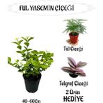 Mis Kokulu Ful Yasemin 1 Adet+Telgraf Çiçeği-Tül Çiçeği Hediyeli