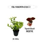 Mis Kokulu Ful Yasemin 1 Adet+Yaprak Güzeli Hediyeli Peyzaj Seti, SRD04022025BYB1207
