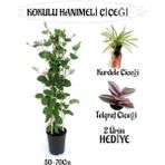 Mis Kokulu Hanımeli Çiçeği 1 Adet+Küstüm-Tül Çiçekleri Hediye